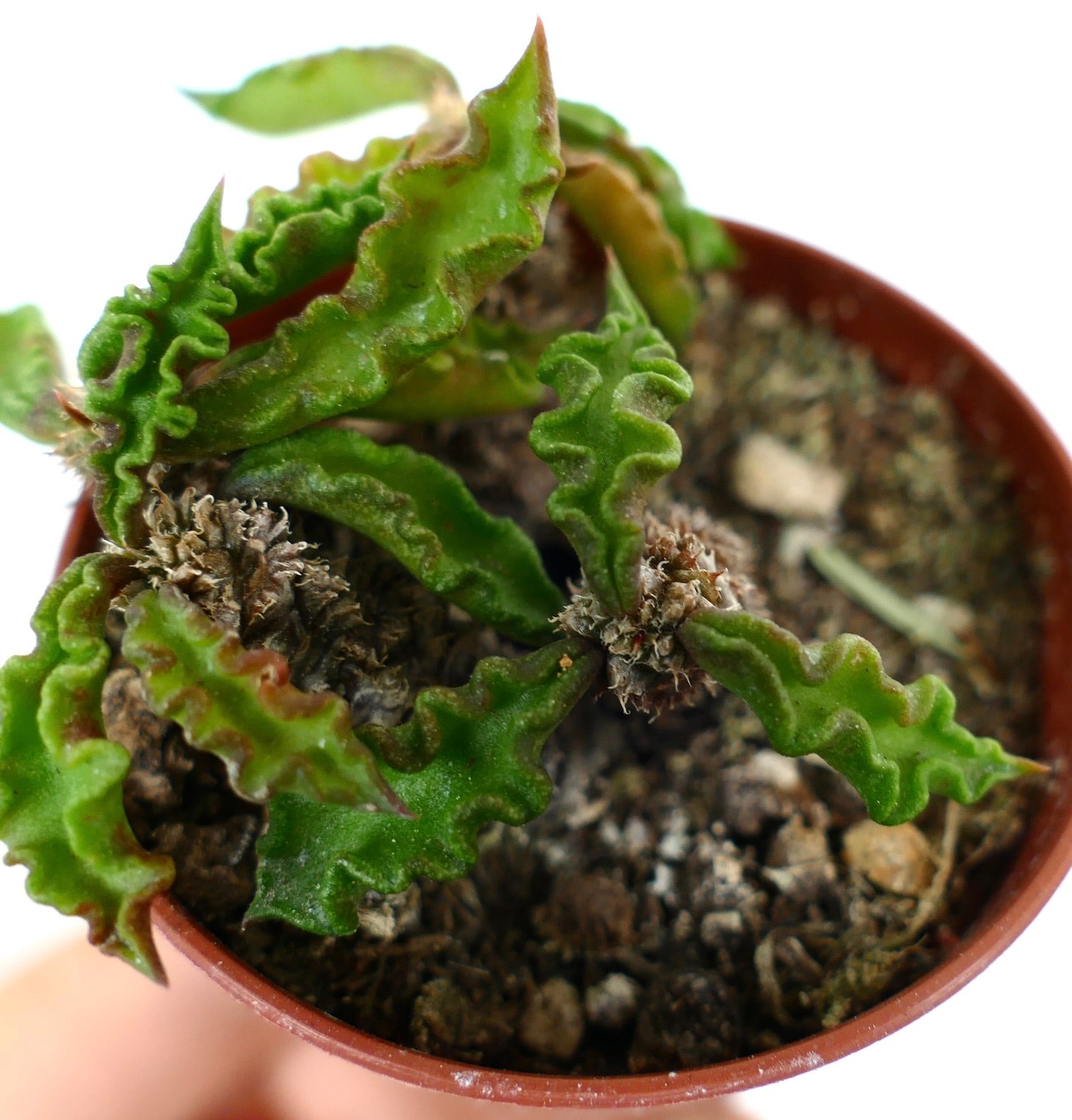 Euphorbia decaryi succulent with wavy green leaves and woody caudex in small pot
