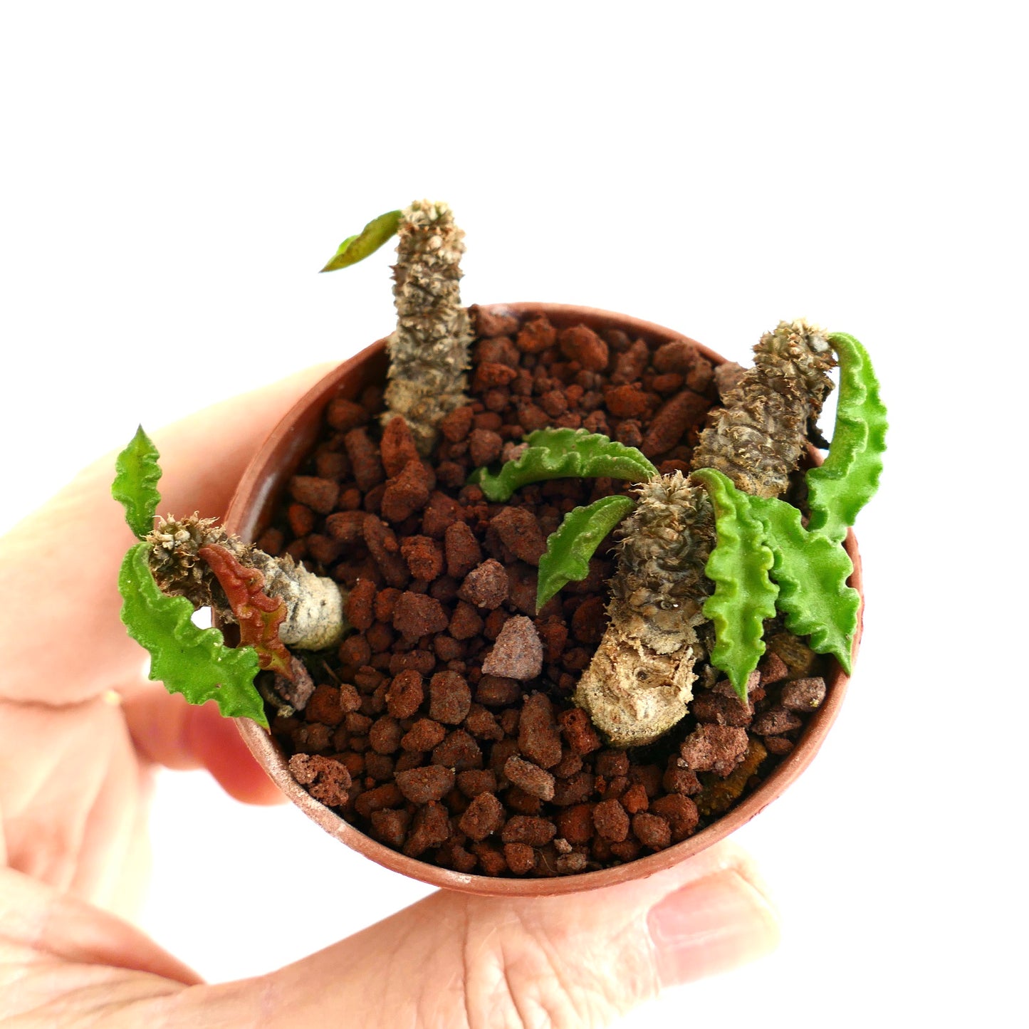 Euphorbia decaryi BIG99