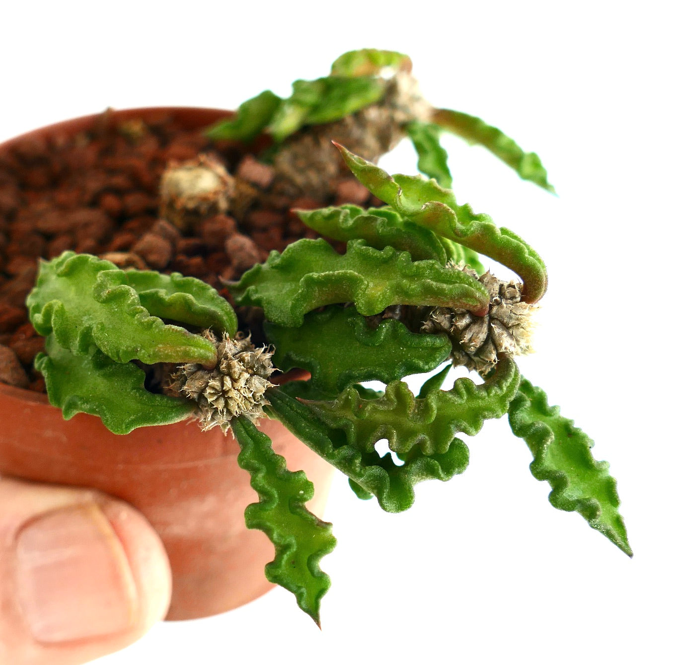 Euphorbia decaryi TT8