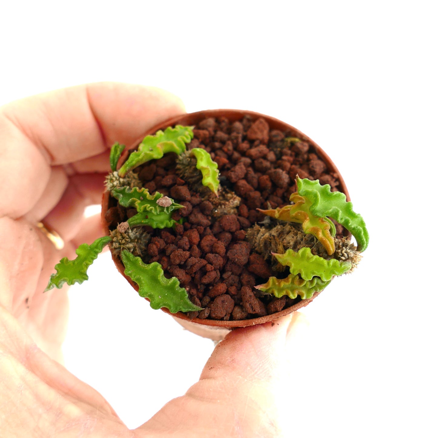 Euphorbia decaryi YS79