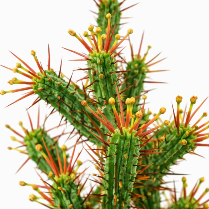 Euphorbia enopla, cacto suculento com espinhos vermelhos proeminentes e botões de flor amarelos