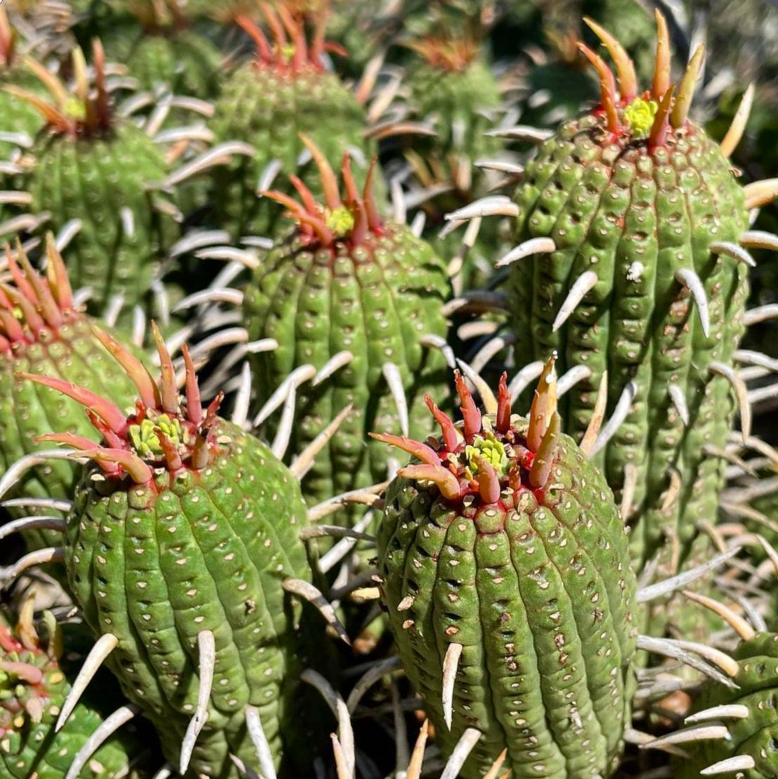 Euphorbia ferox SEEDS