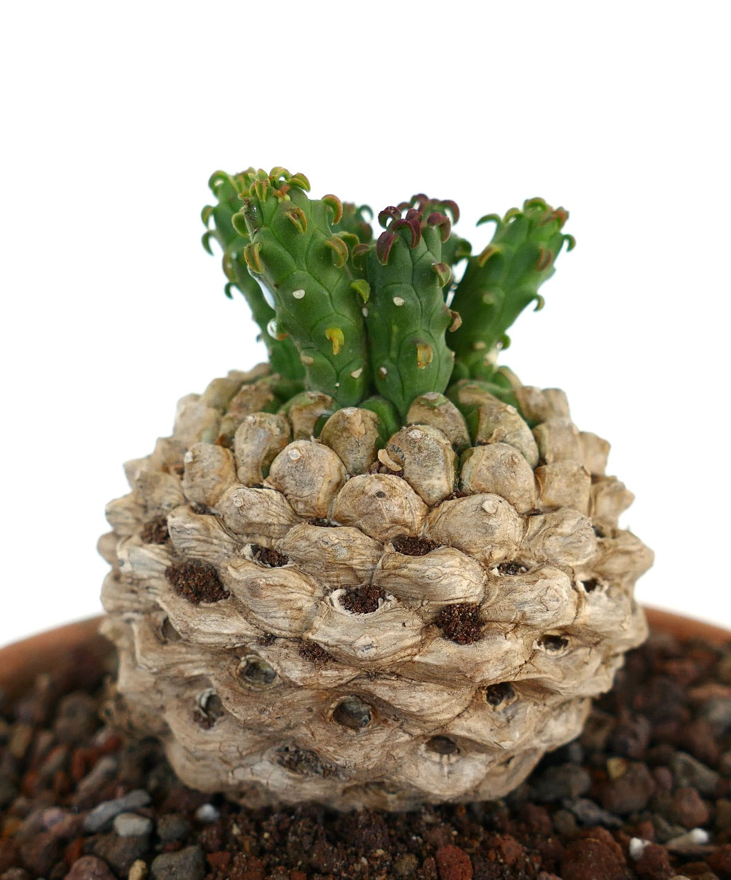 Detailed close-up of Euphorbia flanaganii caudex with patterned surface and young green shoots.