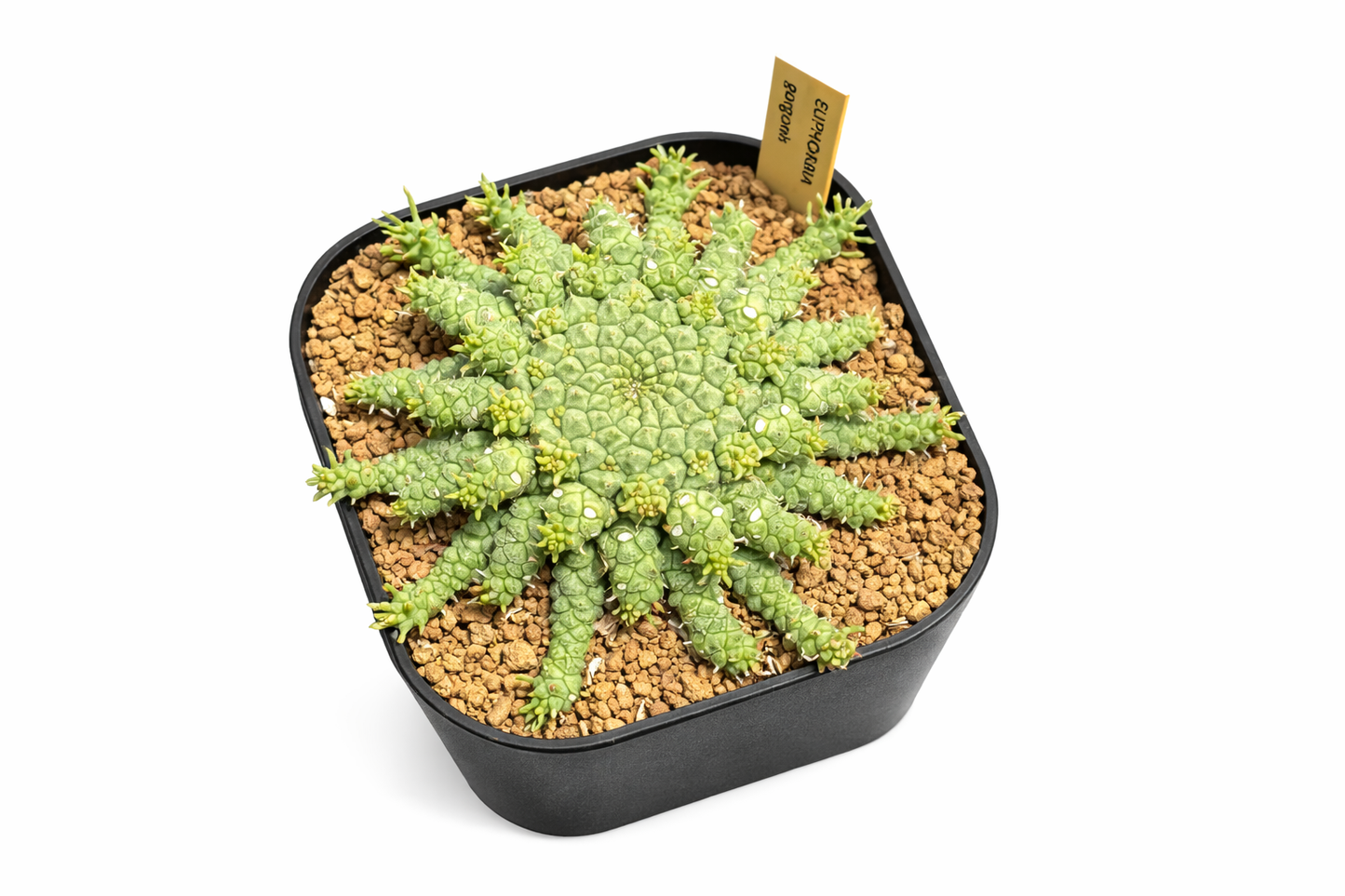 Euphorbia gorgonis succulent with radial segmented stems and textured green surface in pot