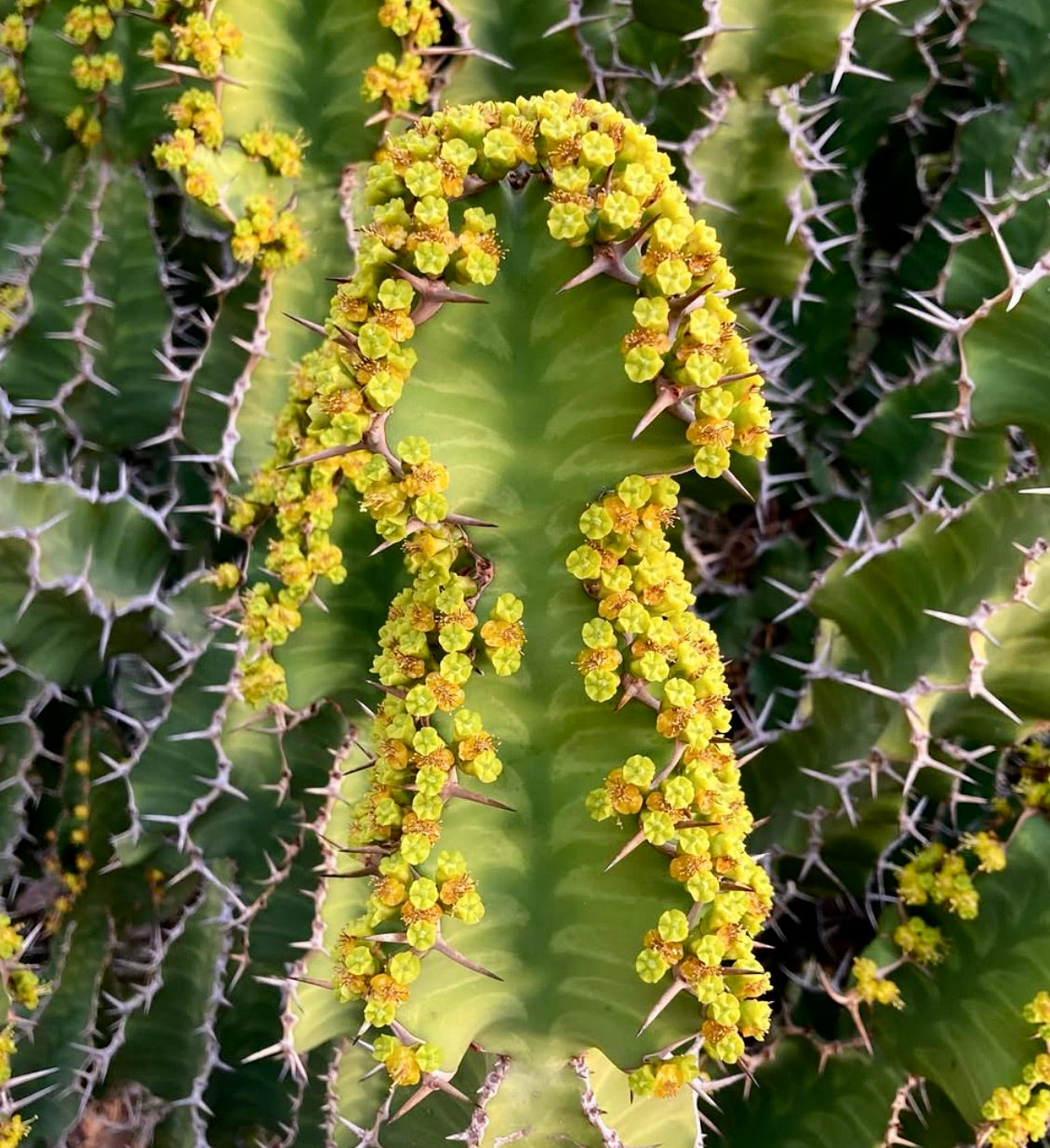 Euphorbia grandicornis vetplant met groene geribbelde stengels en kleine gele bloemen