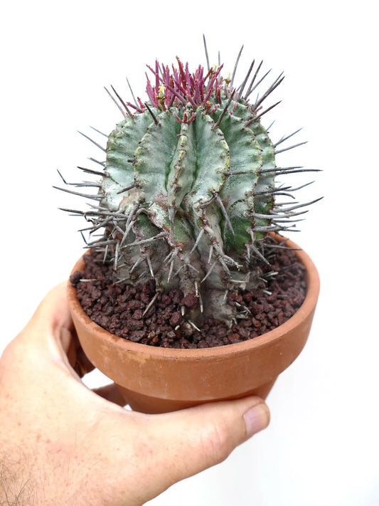 Euphorbia horrida succulent cactus with thick spines and purple new growth in terracotta pot