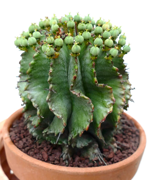 Euphorbia horrida succulent cactus with ribbed green stems and small rounded fruit pods