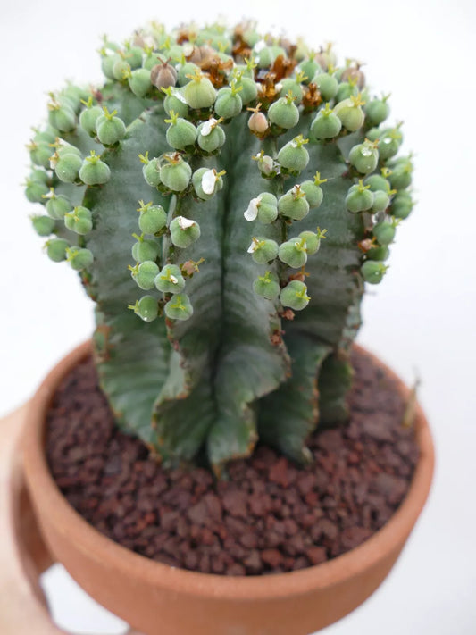 Euphorbia horrida succulent cactus with green rounded seed pods in terracotta pot