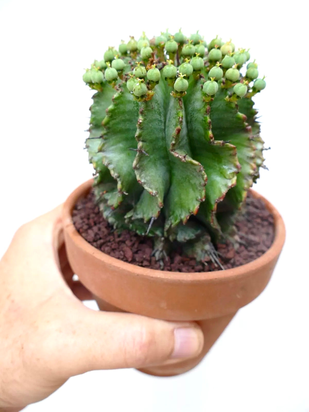 Euphorbia horrida succulent cactus with green ribbed body and small rounded fruit pods in terracotta pot
