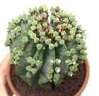 Euphorbia horrida succulent cactus with green segmented stems and small spines in pot