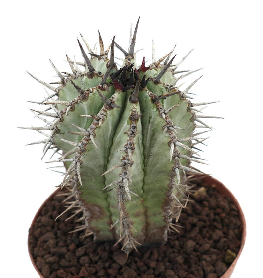 Euphorbia horrida succulent cactus with thick green ribs and long sharp spines in pot