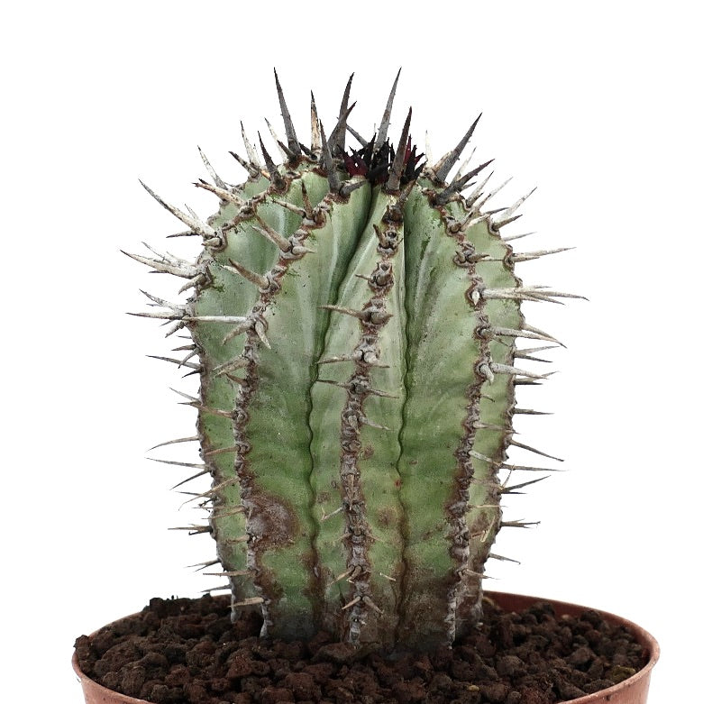 Euphorbia horrida cactus succulento con spine scure prominenti e fusto verde rigato