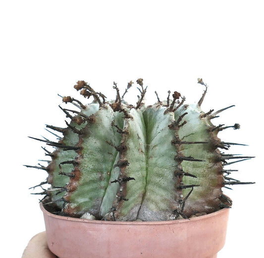 Euphorbia horrida succulent cactus with thick ribs and prominent dark spines in pot