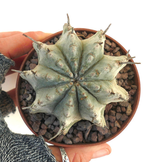 Euphorbia horrida succulent cactus with star-shaped ridges and short spines in pot