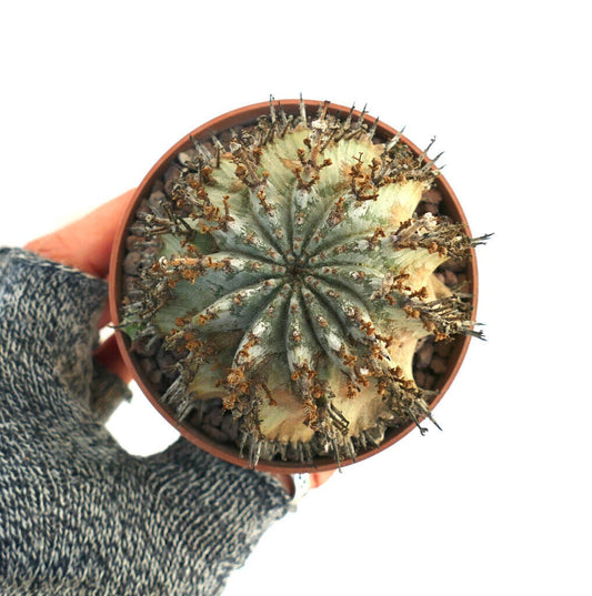 Euphorbia horrida succulent cactus with spiny ridges and dried flower remnants in pot