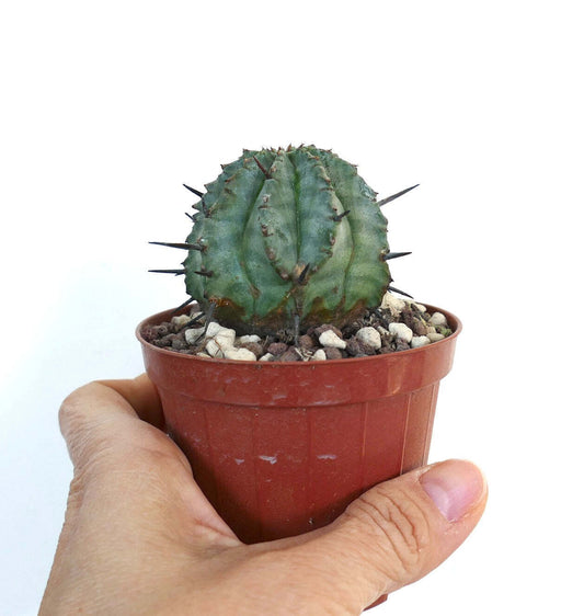 Euphorbia horrida small succulent cactus with dark spines in a brown pot held by hand