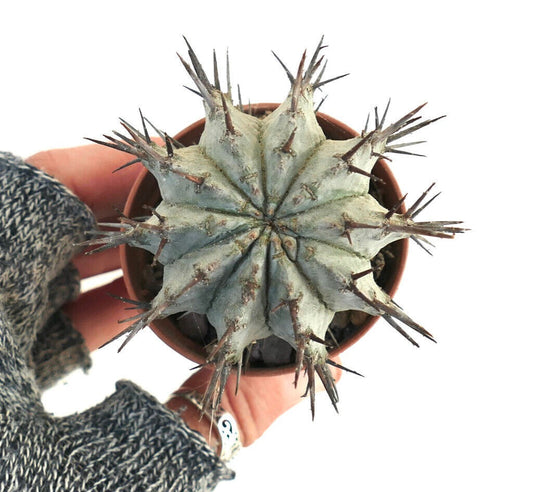 Euphorbia horrida succulent cactus with gray-green ribbed body and long sharp brown spines