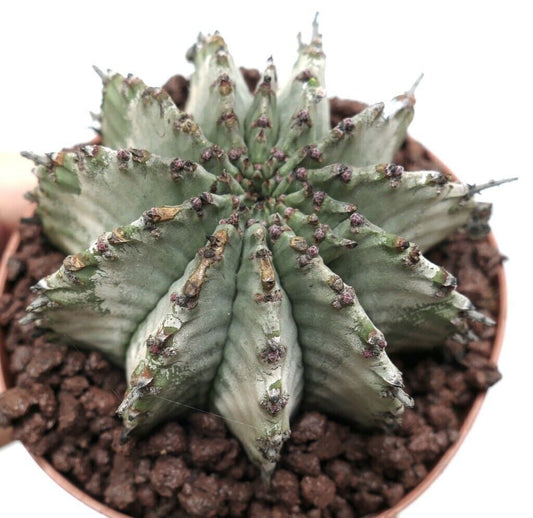 Euphorbia horrida cv SNOW FLAKES INERMIS succulent cactus with thick ridged stems and small spines in terracotta pot