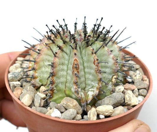 Euphorbia horrida succulent cactus with green ribbed body and long black spines in pot
