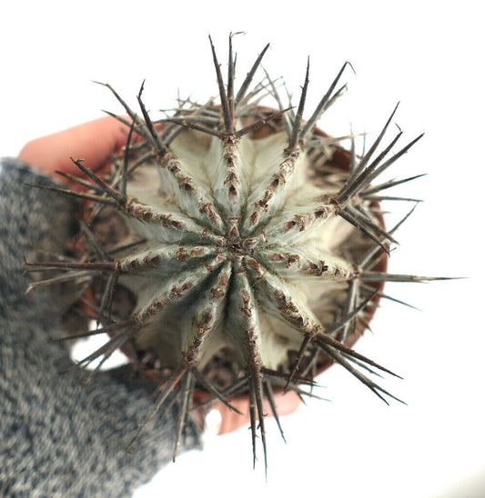 Euphorbia horrida succulent cactus with dense white wool and long dark spines