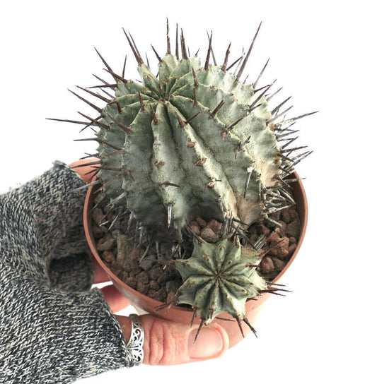 Euphorbia horrida succulent cactus with prominent dark spines and ribbed green body in pot