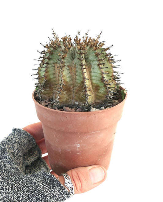 Euphorbia horrida succulent cactus with pronounced spines and ribbed green body in terracotta pot