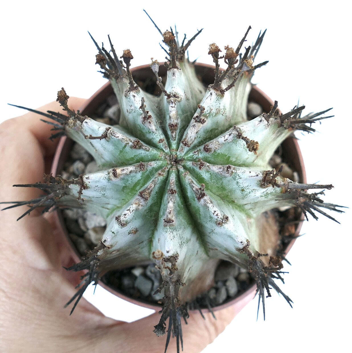 Euphorbia horrida succulent cactus with white variegation and sharp dark spines in pot