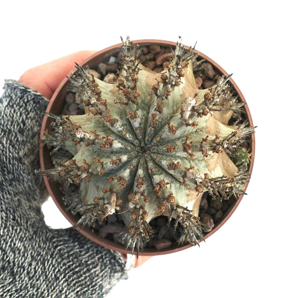 Euphorbia horrida, pianta succulenta con corpo a coste a forma di stella e spine appuntite