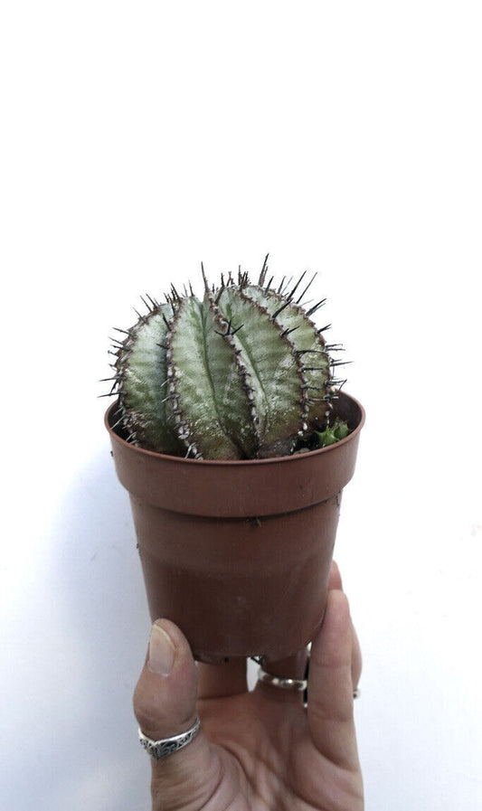 Euphorbia horrida cv SNOW FLAKES INERMIS MH small round succulent cactus with prominent dark spines