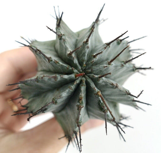 Euphorbia horrida succulent cactus with gray-green ridges and long dark spines held in hand