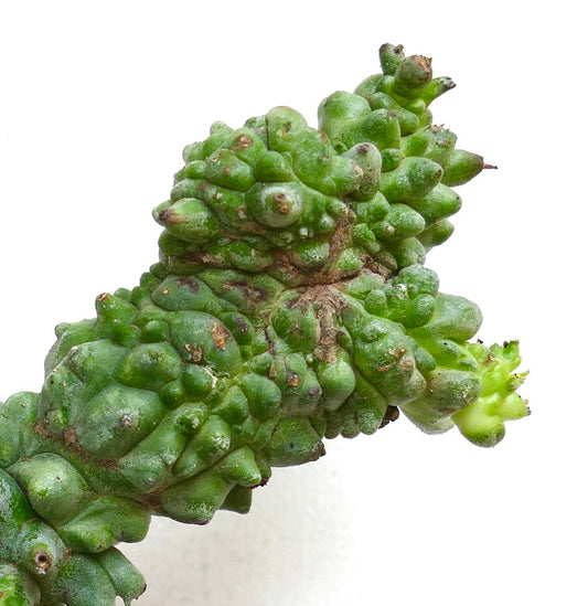 Euphorbia horrida form mostruosa rare succulent with bumpy textured green stems and small spines