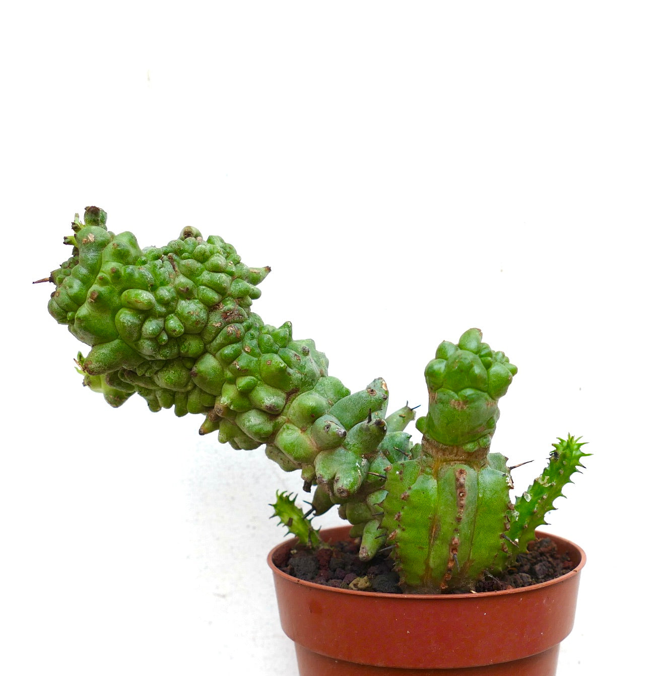 صبار عصاري يوفوربيا هوريدا بنمو غير منتظم ومتكتل وأشواك حادة في وعاء