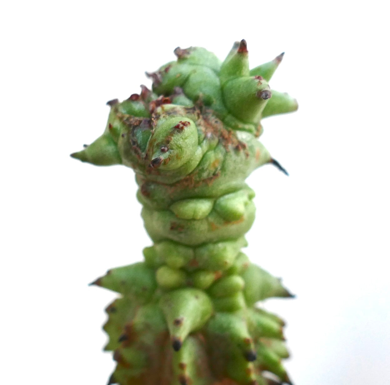 Detailed view of Euphorbia horrida f. mostruosa apex with twisted knobby growths and small spiny tips.