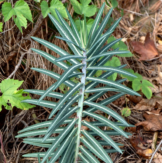 Euphorbia lathyris SEEDS