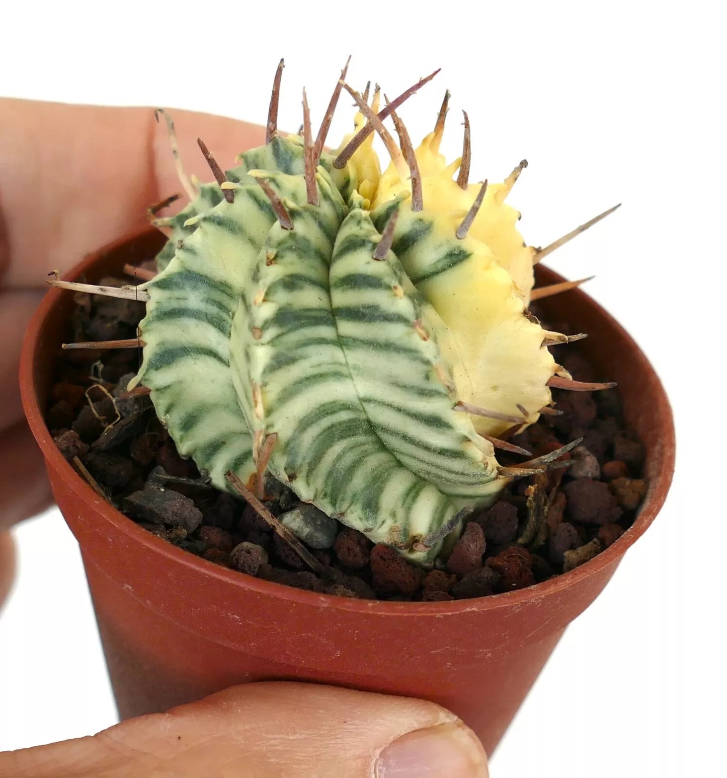 Euphorbia melophormis succulenta cactus con fusti variegati verdi e gialli con creste e spine appuntite