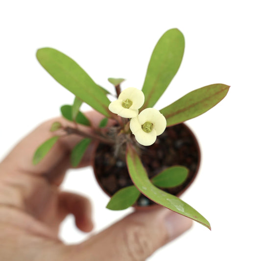 Euphorbia milii succulent with elongated green leaves and small creamy white flowers