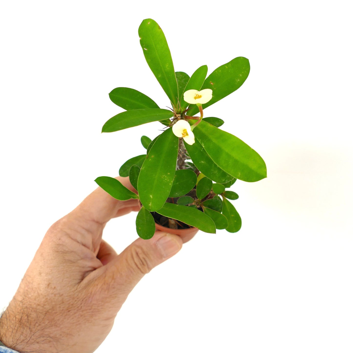 Euphorbia milii pequeña suculenta con hojas verdes y delicadas flores amarillo pálido en la mano