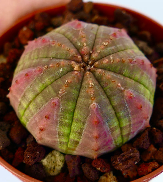 Euphorbia obesa succulent cactus with green and pink variegated rounded body