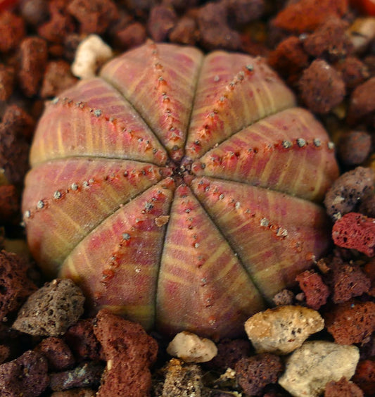 Euphorbia obesa succulent with rounded ribbed body and green-red variegation in rocky soil
