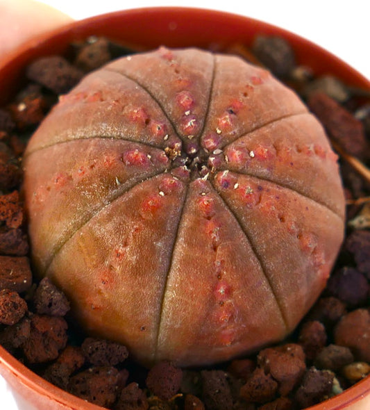 Suculenta Euphorbia obesa con cuerpo redondeado acanalado y tubérculos rojizos en maceta