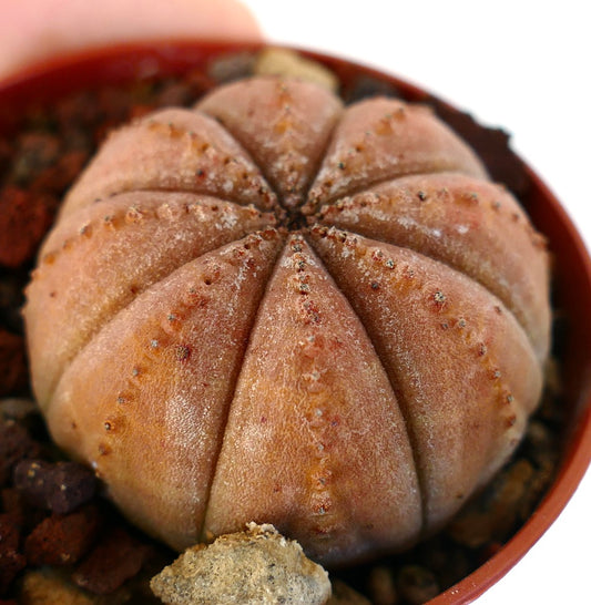 Euphorbia obesa succulent cactus with rounded ribbed orange-brown body and small tubercles