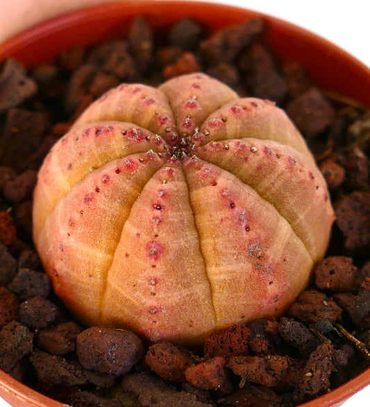 Euphorbia obesa succulent with rounded ribbed body and orange-red markings in pot