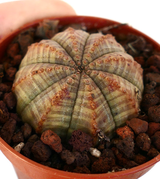 Euphorbia obesa X symmetrica Sukkulenter Kaktus mit abgerundeten Rippen und braunen Zeichnungen im Topf