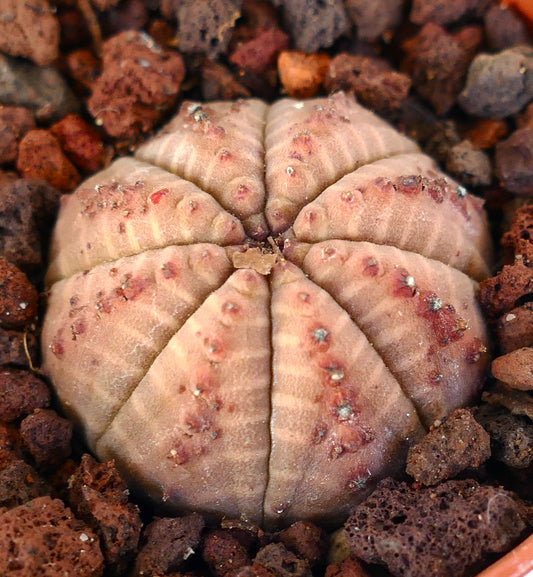 Euphorbia obesa zeldzame vetplant met een afgerond geribbeld lichaam en roze tinten in rotsachtige grond