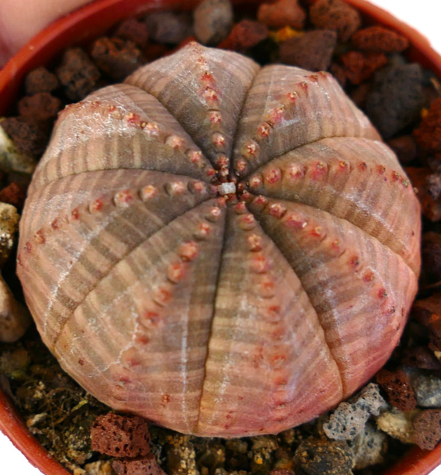 Euphorbia obesa Sukkulente Kaktee mit rundem, geripptem Körper und dezenten braun-orangefarbenen Tönen