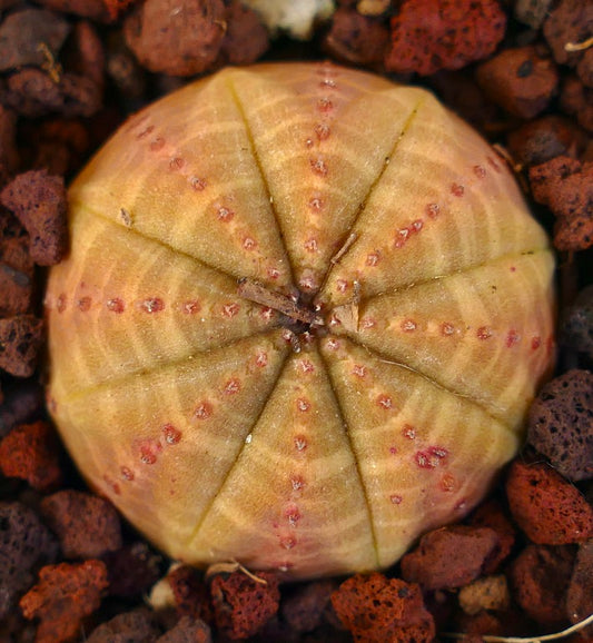 Euphorbia obesa succulent cactus with rounded ribbed body and subtle yellow-orange hues