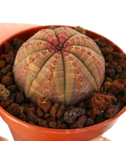 Euphorbia obesa succulent cactus with ribbed, rounded body and reddish spots in pot