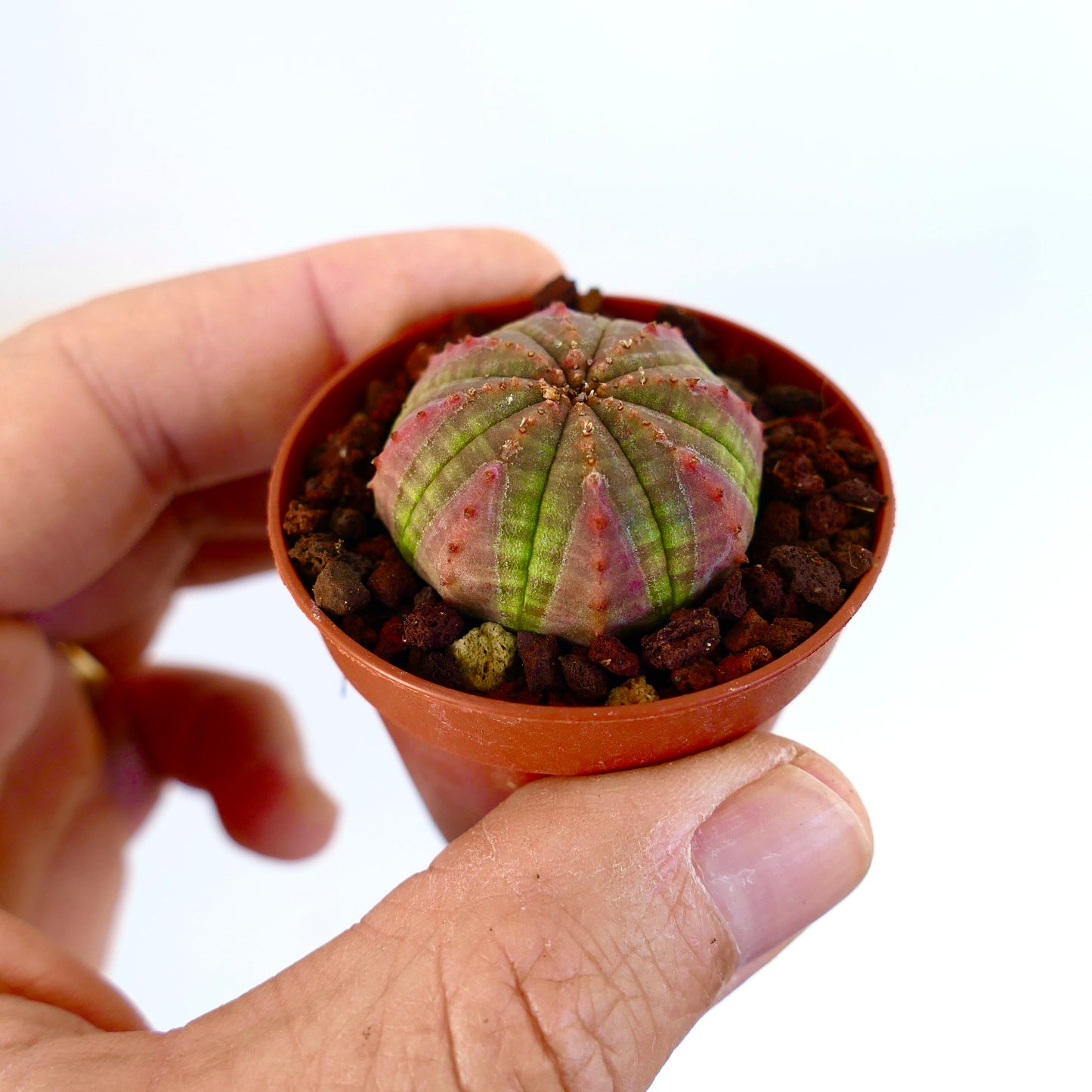 Euphorbia obesa piccola succulenta dalla forma arrotondata con venature variegate verde-rosa in vaso
