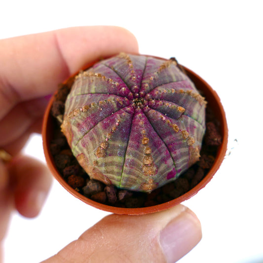 Euphorbia obesa pequeña suculenta con forma redondeada y marcas marrón rosado en maceta