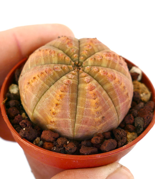 Suculenta Euphorbia obesa con cuerpo redondeado y acanalado y superficie texturizada con tintes naranjas en maceta